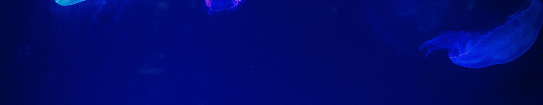 Mentions l&eacute;gales